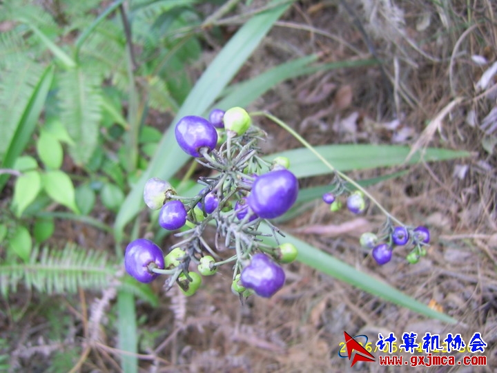 060514CA1200.jpg