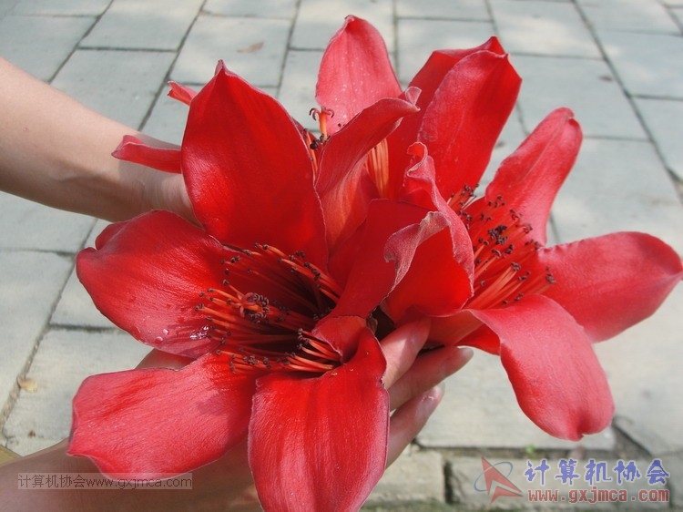 20130324xcb188.JPG