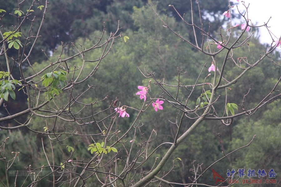 141130ca039.JPG