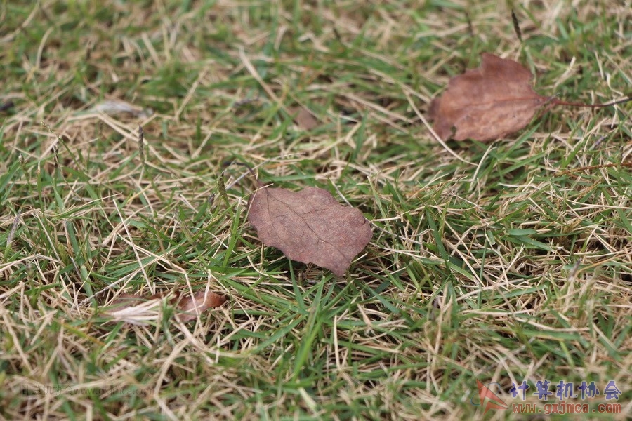 141130ca089.JPG